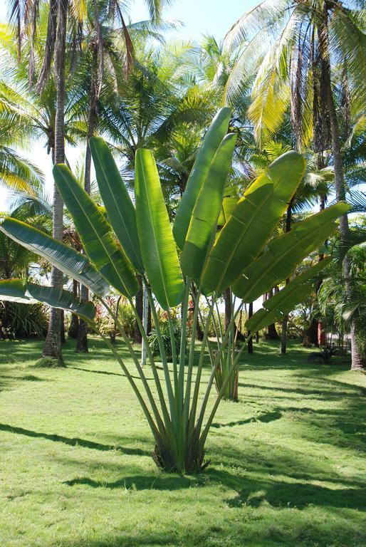 Beso Del Viento (Adults Only) Hotel Parrita Ngoại thất bức ảnh
