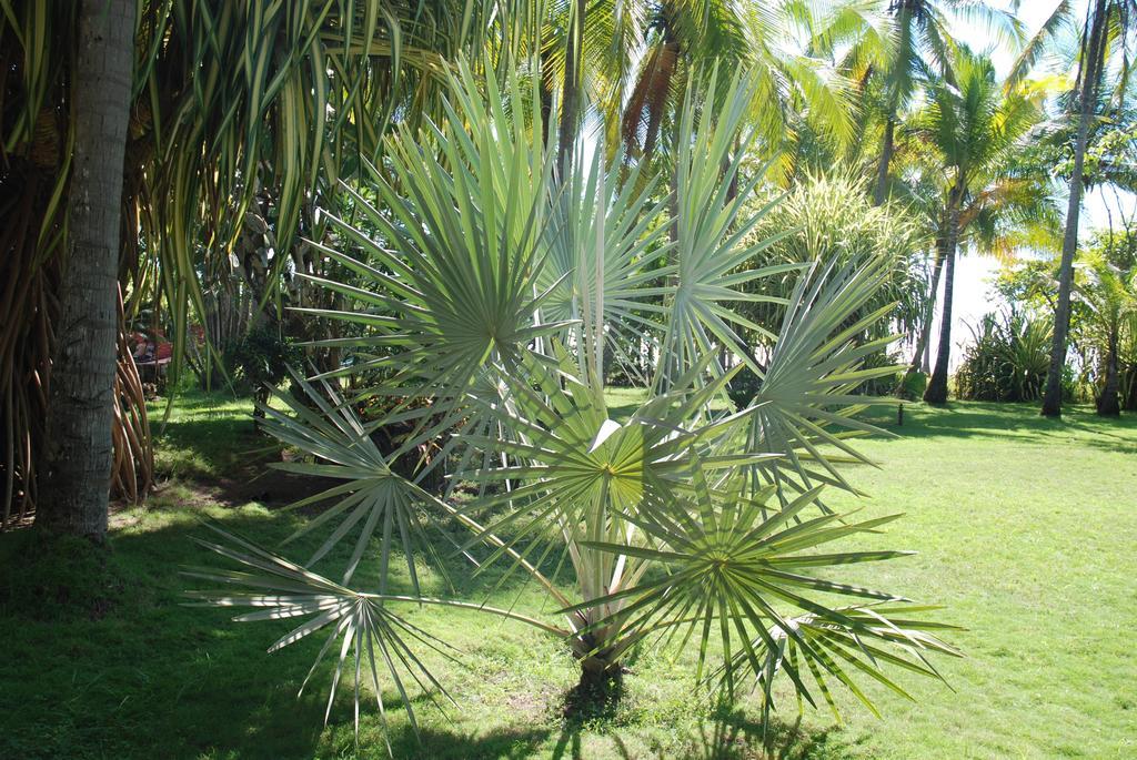 Beso Del Viento (Adults Only) Hotel Parrita Ngoại thất bức ảnh
