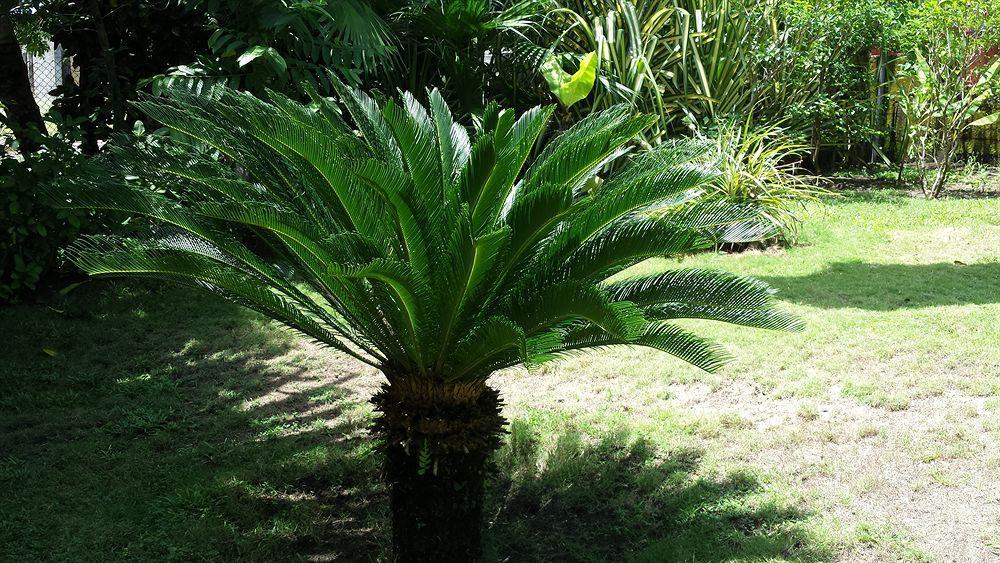 Beso Del Viento (Adults Only) Hotel Parrita Ngoại thất bức ảnh